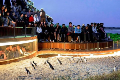 Phillip Island Medium Size Group Tour - Kempsey Accommodation 3