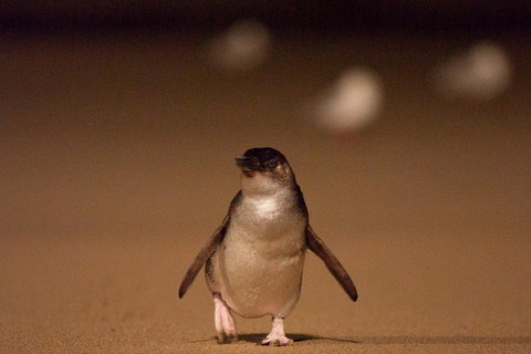 Phillip Island Medium Size Group Tour - Kempsey Accommodation 4