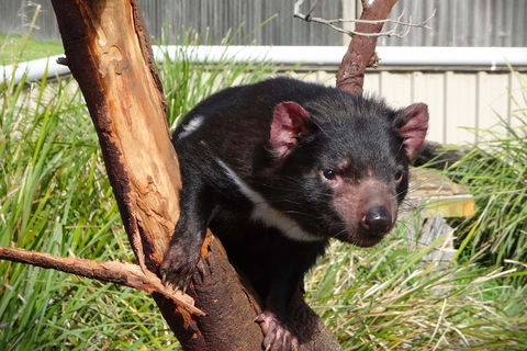 Tasmania 4 Day East Coast + Launceston - Kempsey Accommodation 2