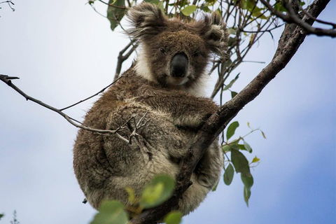 Phillip Island And French Island Wildlife Expedition - Kempsey Accommodation 3