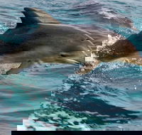 1.5HR Mudjimba Island Wildlife Safari - Kempsey Accommodation