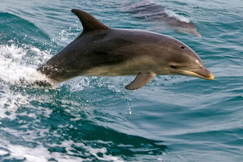 1.5HR Mudjimba Island Wildlife Safari - Kempsey Accommodation 0