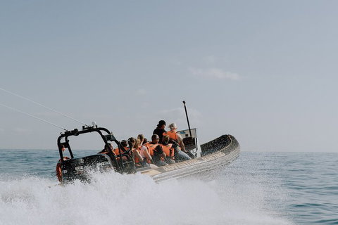 Adventure Whale Watching Tour Mooloolaba - Kempsey Accommodation 0
