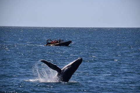 Adventure Whale Watching Tour Mooloolaba - Kempsey Accommodation 1