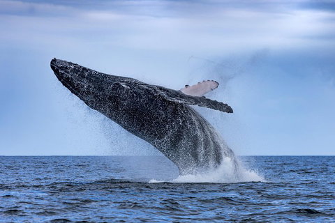 Adventure Whale Watching Tour Mooloolaba - Kempsey Accommodation 2