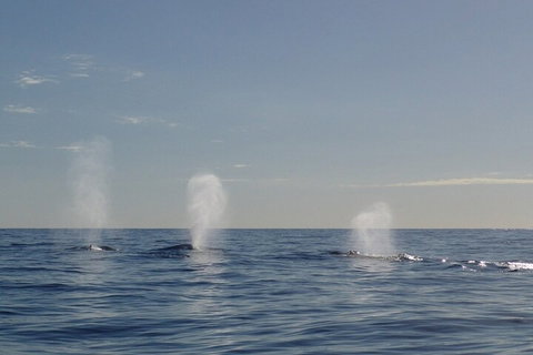 Adventure Whale Watching Tour Mooloolaba - Kempsey Accommodation 3