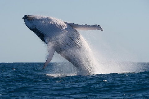 Adventure Whale Watching Tour Mooloolaba - Kempsey Accommodation 5