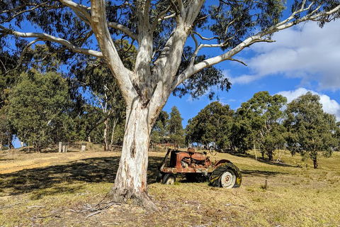 Blue Mountains Private Tour - Wild Kangaroos, Waterfalls And The Three Sisters - Kempsey Accommodation 1