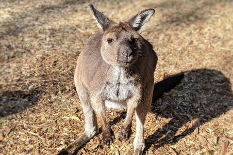 Blue Mountains Private Tour - Wild Kangaroos, Waterfalls And The Three Sisters - Kempsey Accommodation 2