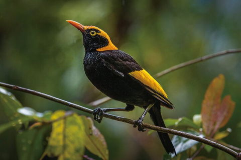 O'Reilly's & Lamington National Park From Gold Coast - Kempsey Accommodation 1