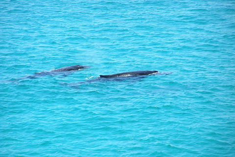 Stradbroke Island 4WD Day Trip From Brisbane - Kempsey Accommodation 4