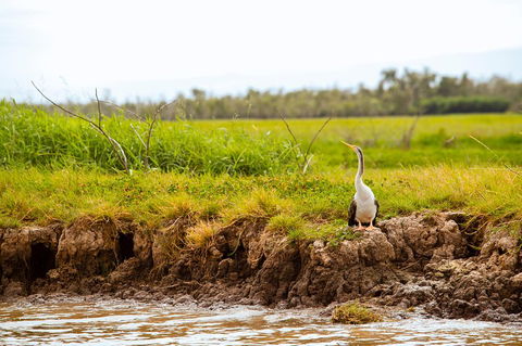 Darwin City Sights And Jumping Crocodile Cruise - Kempsey Accommodation 2