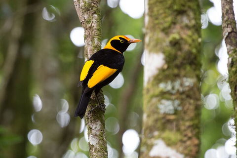 Lamington National Park, O'Reilly's & Vineyard Tour - Kempsey Accommodation 4