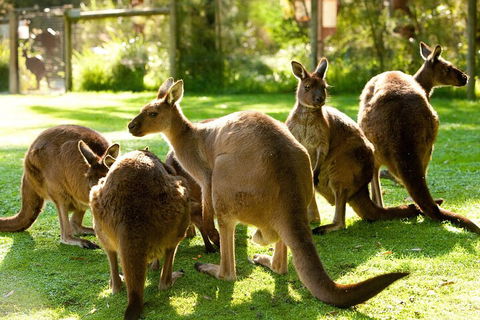 Yarra Valley Wine And Wildlife Self-Driving Tour - Kempsey Accommodation 4