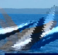 Mooloolaba Whale Watching Tour - Kempsey Accommodation