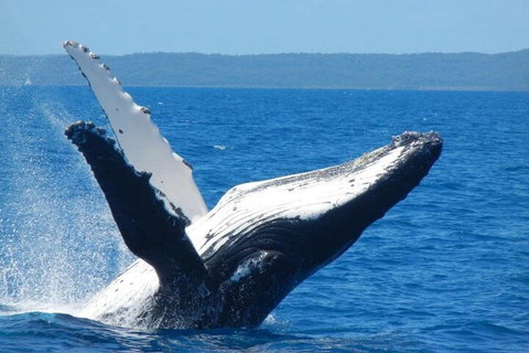 Mooloolaba Whale Watching Tour - Kempsey Accommodation 0