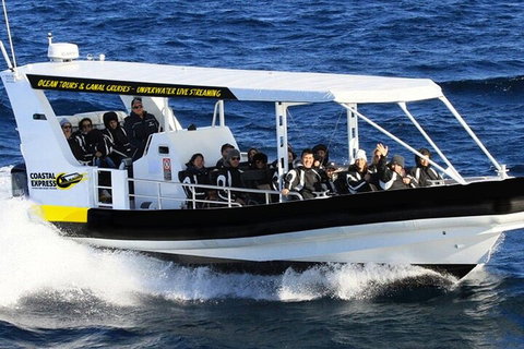 Mooloolaba Whale Watching Tour - Kempsey Accommodation 1
