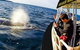 Mooloolaba Whale Watching Tour - thumb 2