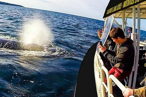 Mooloolaba Whale Watching Tour - Kempsey Accommodation 2