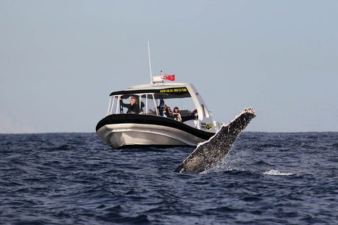 Mooloolaba Whale Watching Tour - Kempsey Accommodation 3