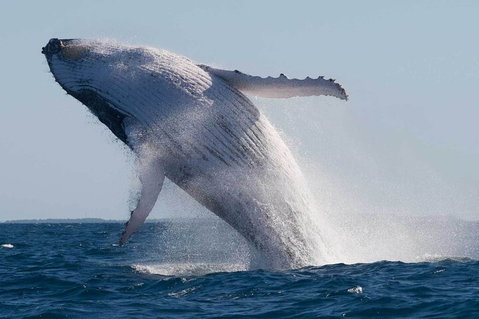 Mooloolaba Whale Watching Tour - Kempsey Accommodation 4
