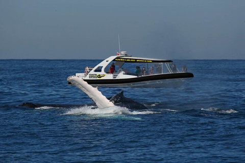 Mooloolaba Whale Watching Tour - Kempsey Accommodation 5