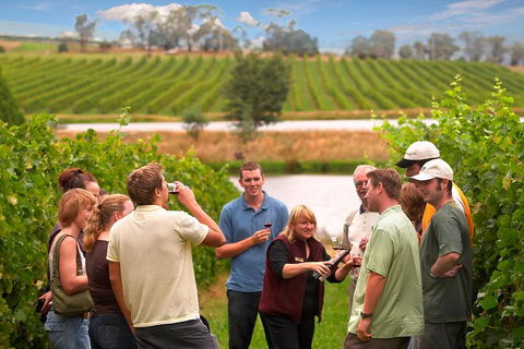 Yarra Valley Balloon Flight And Winery Tour - Kempsey Accommodation 4