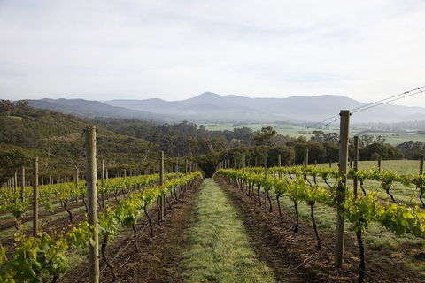 Yarra Valley 2-6 Guests Premium Food And Wine Inc Lunch At Dominique Portet - Kempsey Accommodation 1