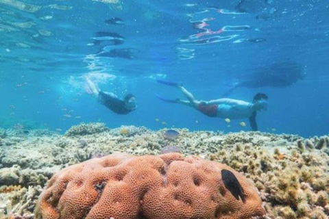 Great Barrier Reef Day Cruise To Reefworld - Kempsey Accommodation 1