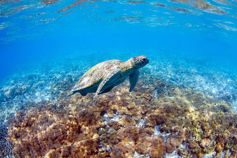 Great Barrier Reef Day Cruise To Reefworld - Kempsey Accommodation 5