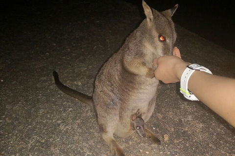 Private Tour To Paronella Park, Historic Village Herberton And Wild Life Wallaby - Kempsey Accommodation 0