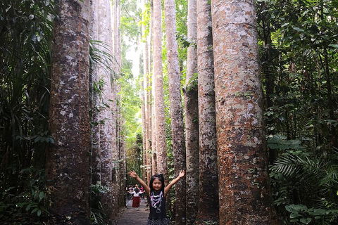 Private Tour To Paronella Park, Historic Village Herberton And Wild Life Wallaby - Kempsey Accommodation 2