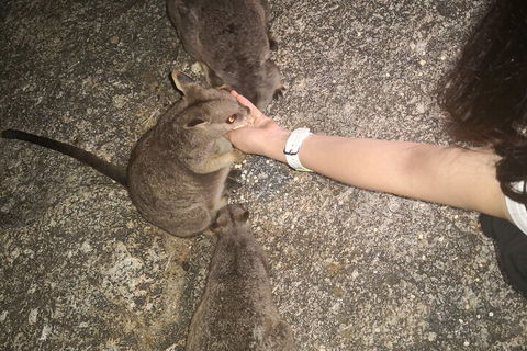 Private Tour To Paronella Park, Historic Village Herberton And Wild Life Wallaby - Kempsey Accommodation 4