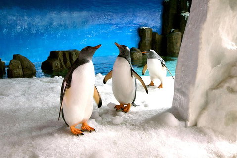 Penguin Passport At SEA LIFE Melbourne Aquarium - Kempsey Accommodation 1