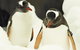 Penguin Passport At SEA LIFE Melbourne Aquarium - thumb 2
