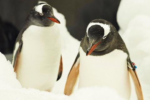 Penguin Passport At SEA LIFE Melbourne Aquarium - Kempsey Accommodation 2