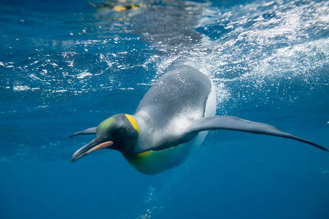 Penguin Passport At SEA LIFE Melbourne Aquarium - Kempsey Accommodation 3