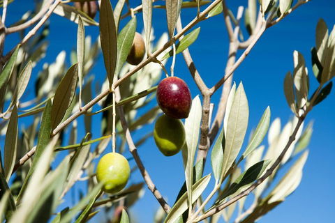 Fine Flavours - Full Day Kangaroo Island Food & Wine Tour - Kempsey Accommodation 4