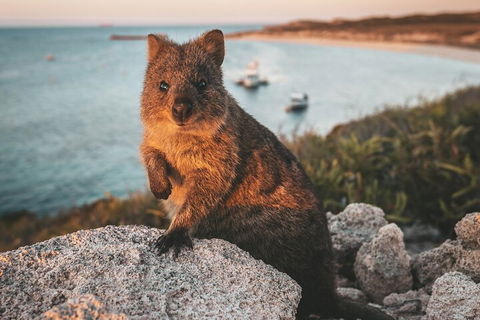 Rottnest Island Roundtrip Fast Ferry From Hillarys Boat Harbour - Kempsey Accommodation 5