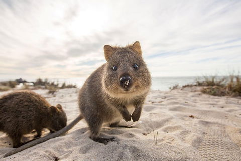 Rottnest Bayseeker Bus Tour From Hillarys Boat Harbour - Kempsey Accommodation 1