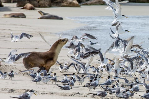 Full-Day Kangaroo Island Experience Departing From Kangaroo Island - Kempsey Accommodation 1