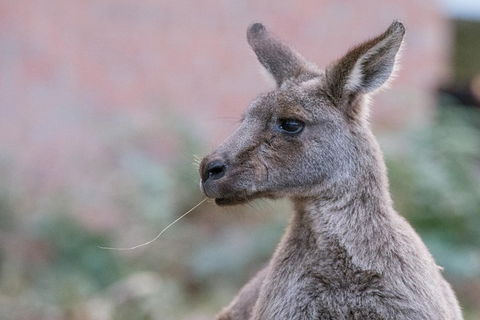 Grampians National Park With Kangaroos And MacKenzie Falls From Melbourne - Kempsey Accommodation 0