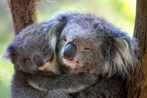 Healesville Sanctuary General Entry Ticket - Kempsey Accommodation 0