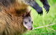 Healesville Sanctuary General Entry Ticket - thumb 2