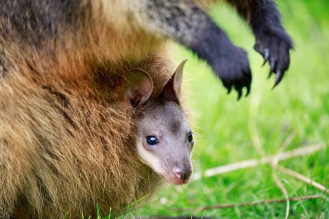 Healesville Sanctuary General Entry Ticket - Kempsey Accommodation 2