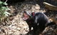 Healesville Sanctuary General Entry Ticket - thumb 3