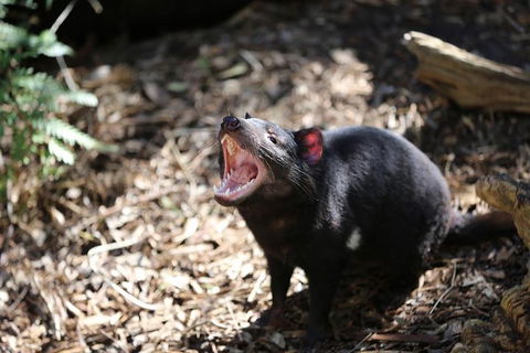 Healesville Sanctuary General Entry Ticket - Kempsey Accommodation 3