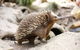 Healesville Sanctuary General Entry Ticket - thumb 4
