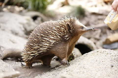 Healesville Sanctuary General Entry Ticket - Kempsey Accommodation 4