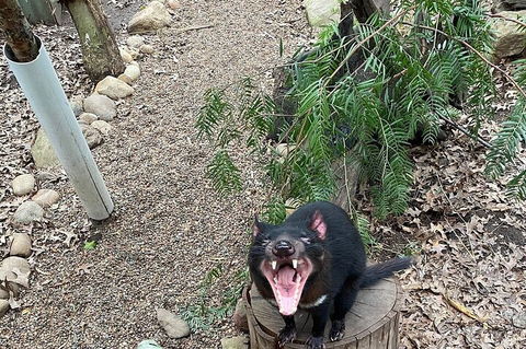 Featherdale Wildlife Park General Admission - Kempsey Accommodation 1